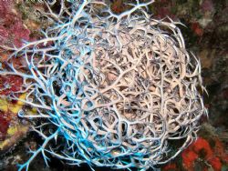 Basket Star - On the Eagle wreck dive in Islamorada, Flor... by Eliot Neumann 
